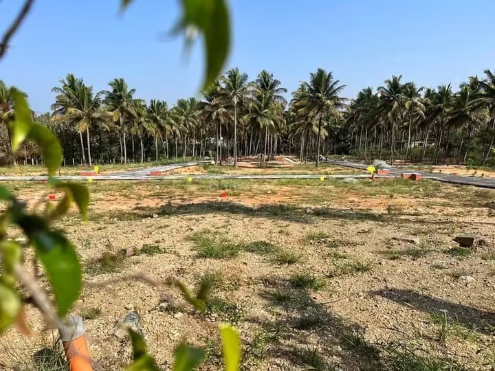 Vinyas 1903 Serinity