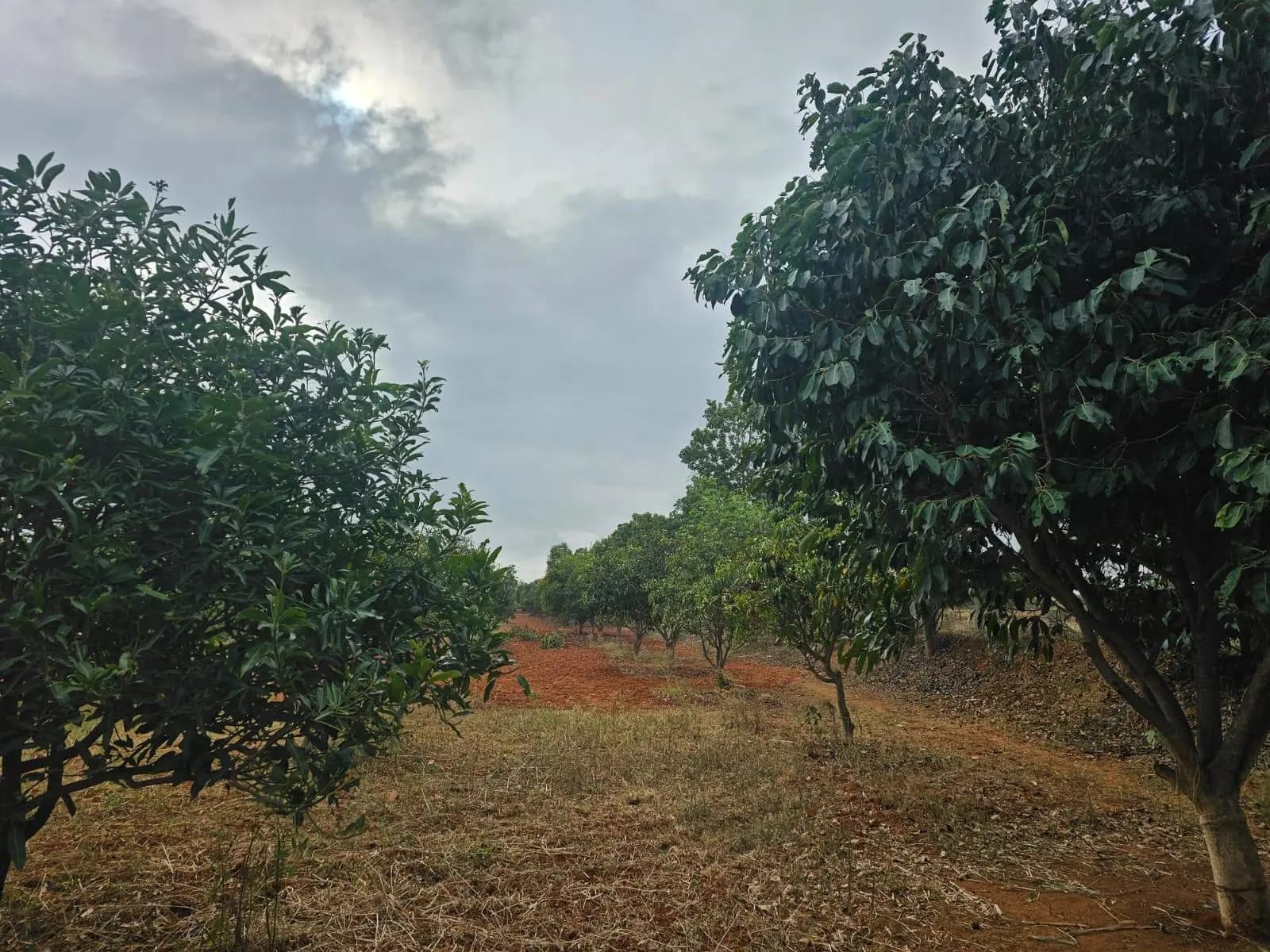 Farm Land for Sale in Peresandra