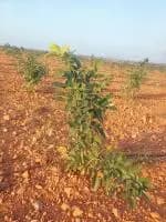 Farm Land for Sale in RED SANDAL FARM LANDS