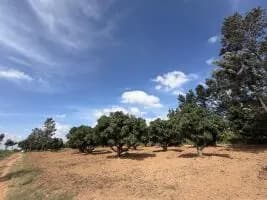 Farm Land for Sale in Nelamangala