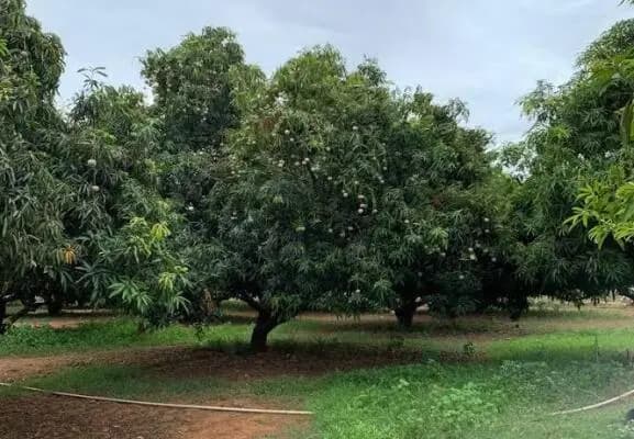 Farm Land for Sale in Kukkur