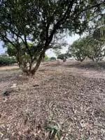 Farm Land for Sale in Ramanagara
