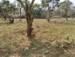 Farm Land for Sale in Somanahalli