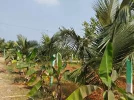 Farm Land for Sale in Farmland nearby Melmaruvathur