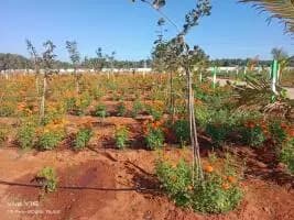 Farm Land for Sale in kg red soil
