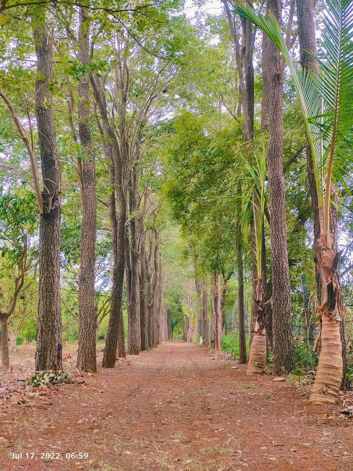 Farm Land for Sale in green leaf