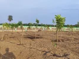 Farm Land for Sale in chengalpattu