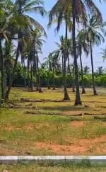Farm Land for Sale in Sai farmland