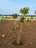 Farm Land for Sale in Farm Land