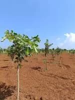 Farm Land for Sale in Melmaruvathur