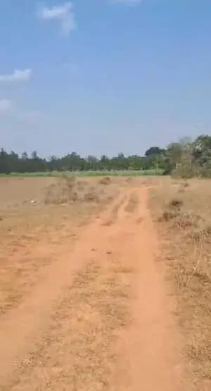 Farm Land for Sale in this land agriculture