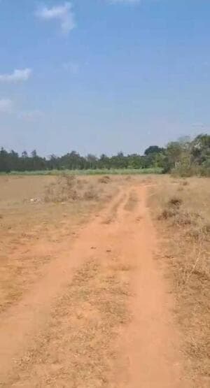 Farm Land for Sale in this land agriculture
